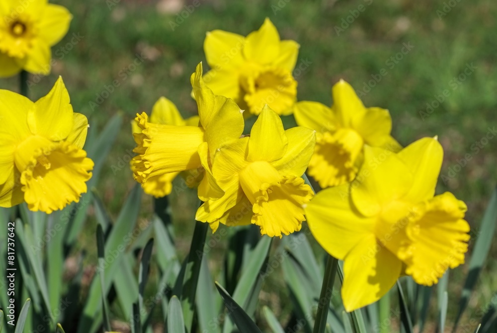 Fototapeta premium Osterglocke - daffodil 25