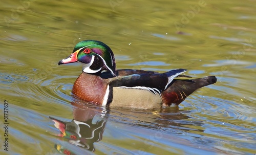 Duck swimming, Male wood duck