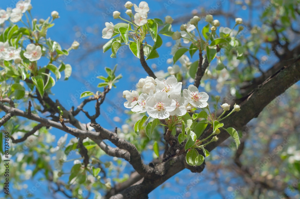 Naklejka premium Flowering pear tree in spring garden