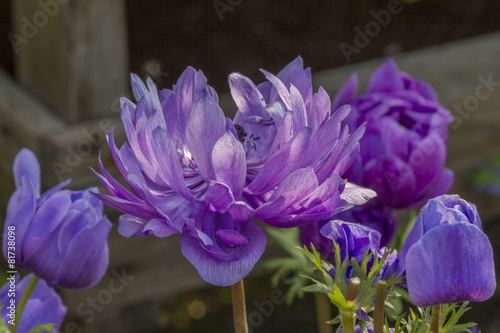 Fototapeta Naklejka Na Ścianę i Meble -  anemone coronaria in the garden