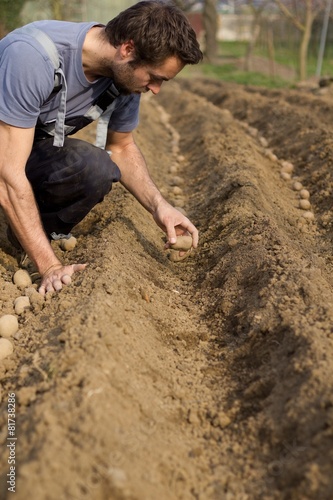 Planting potatoes.