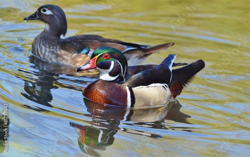 Male and Female Wood Duck Swimming