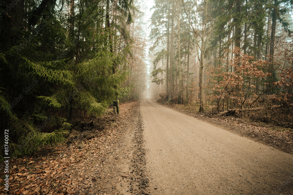 Obraz premium Pathway through the misty autumn forest