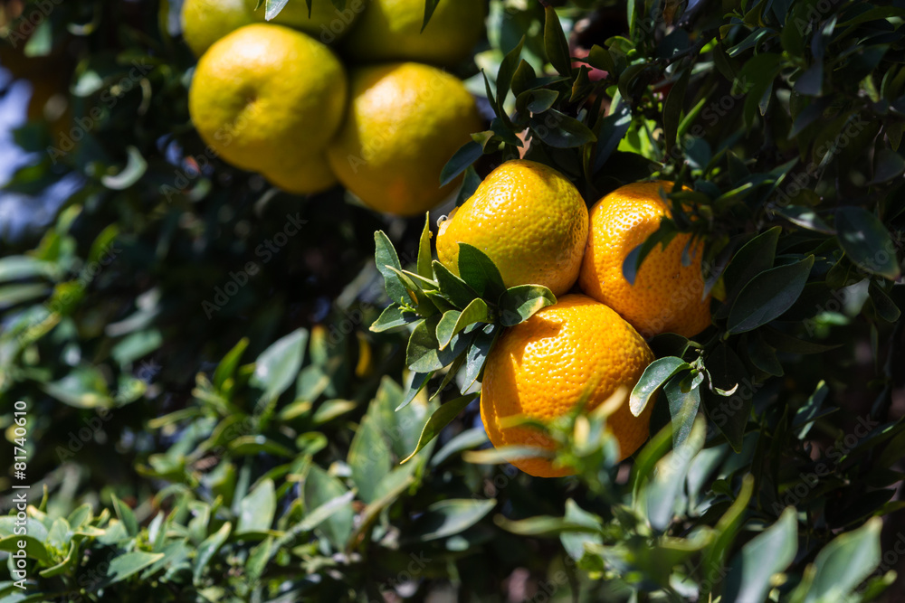 California Oranges