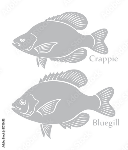 bluegill