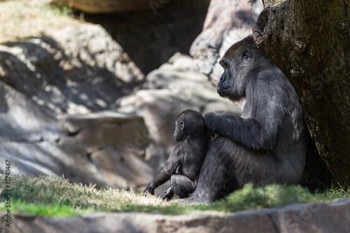 baby gorilla and mom © wollertz