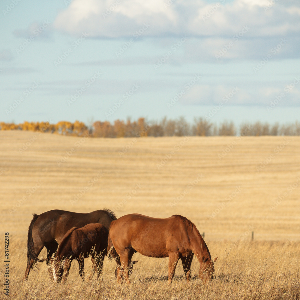 Fototapeta premium horse