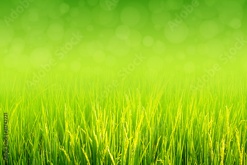 Lush green grass grow in field at spring or summer