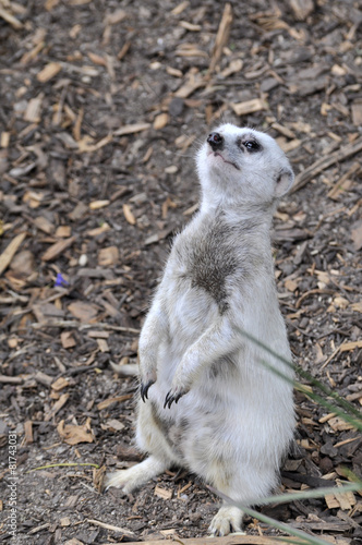 Meerkat