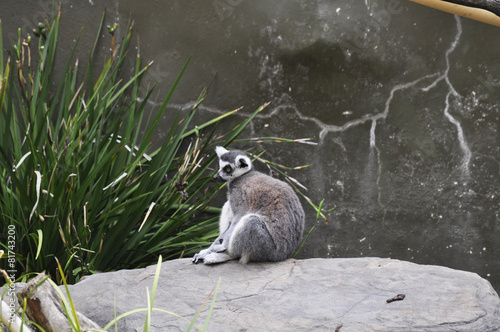 Lemur