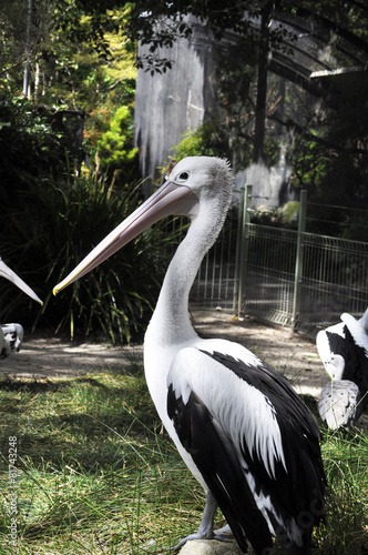 Pelican
