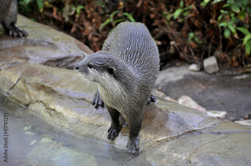 Otter