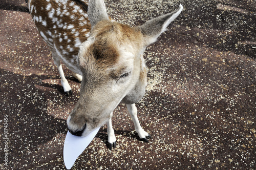 reindeer
