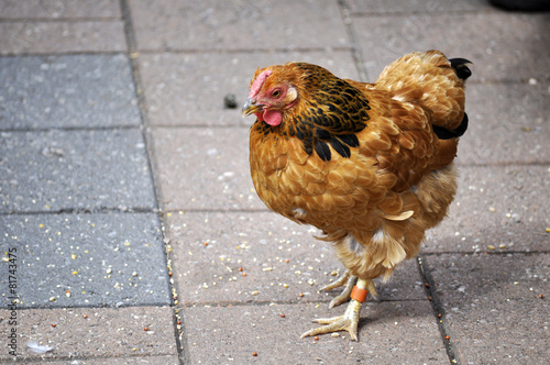 Rooster