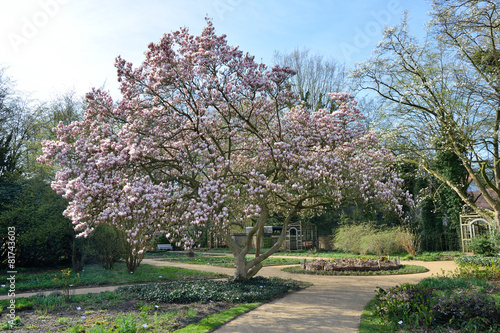 magnolia tree in park © tomikk