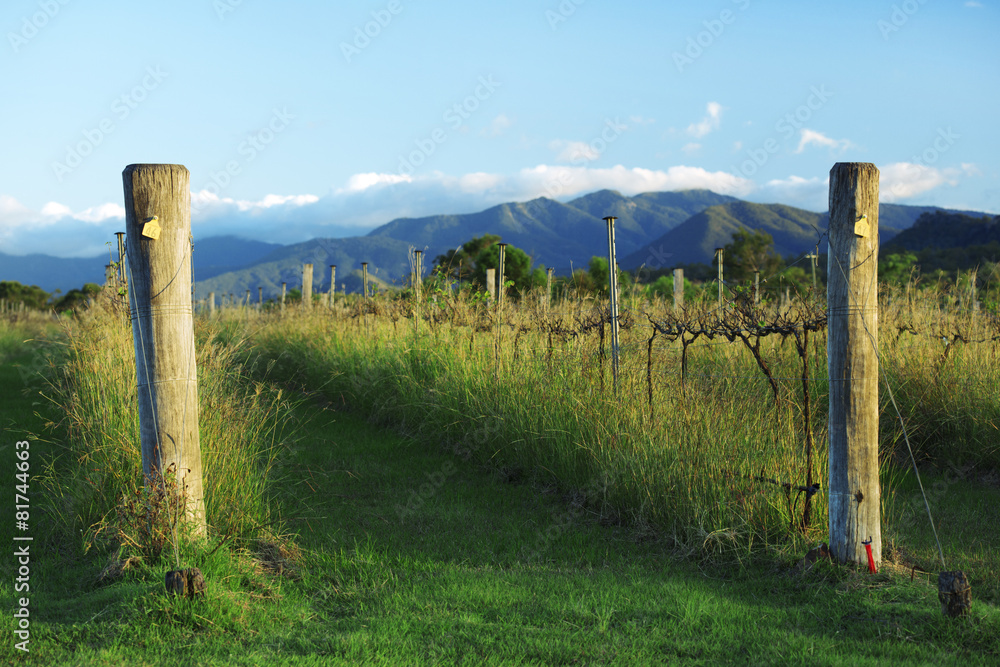 Fototapeta premium Vineyard in Kooroomba, Queensland in the afternoon.