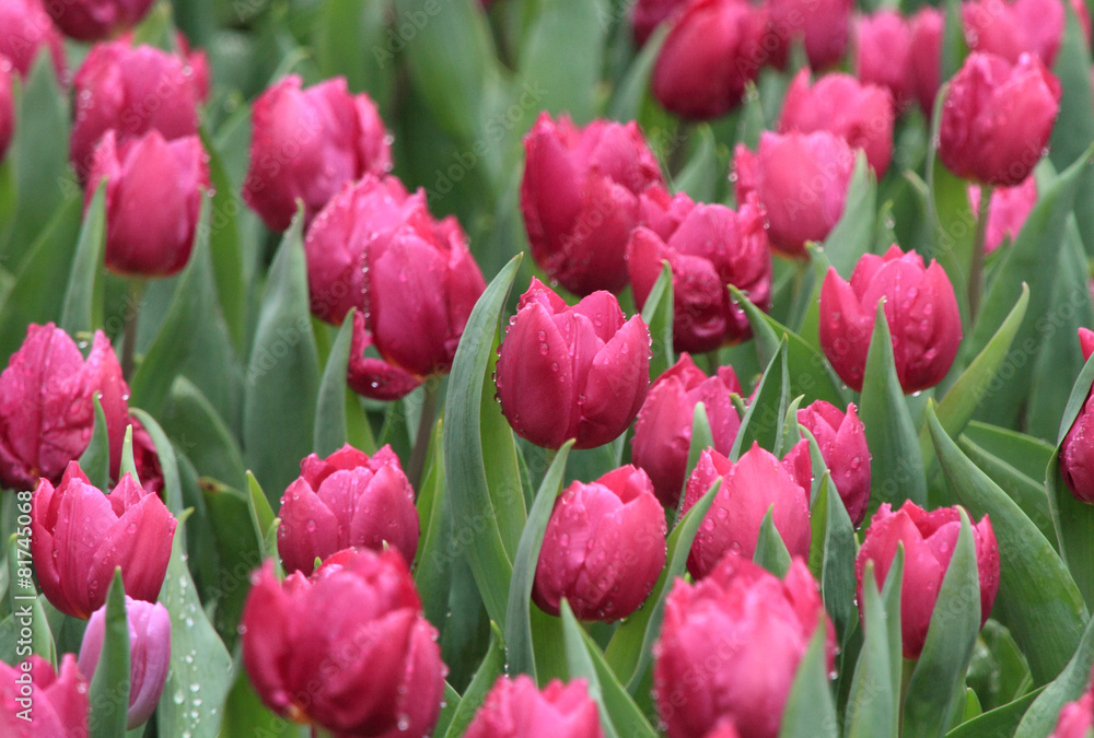 purple tulips in a flower field after rain