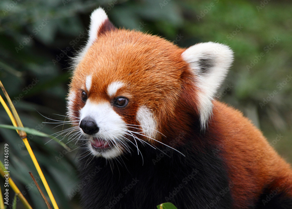 beautiful Chinese red panda beautiful Chinese red panda