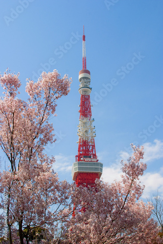 東京タワーと桜