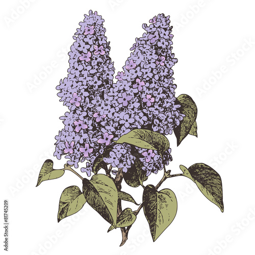 lilac flower