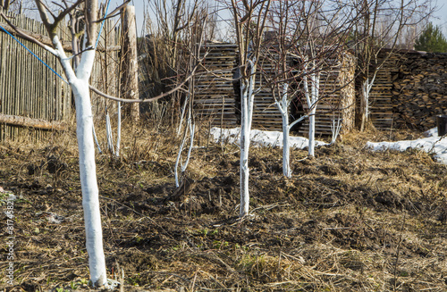 Canvastavla Spring whitewashing of young apple trees in the garden