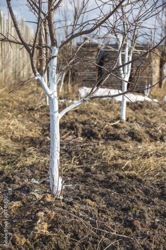 фотографія Spring whitewashing of young apple trees in the garden