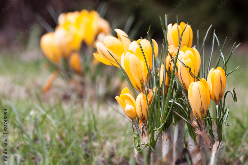 Frühlingsgefühle - Inseln aus gelben Krokussen Frühlingsgefühle - Inseln aus gelben Krokussen