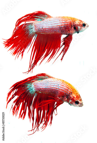 Red crown tail siamese fighting fish, betta splendens.