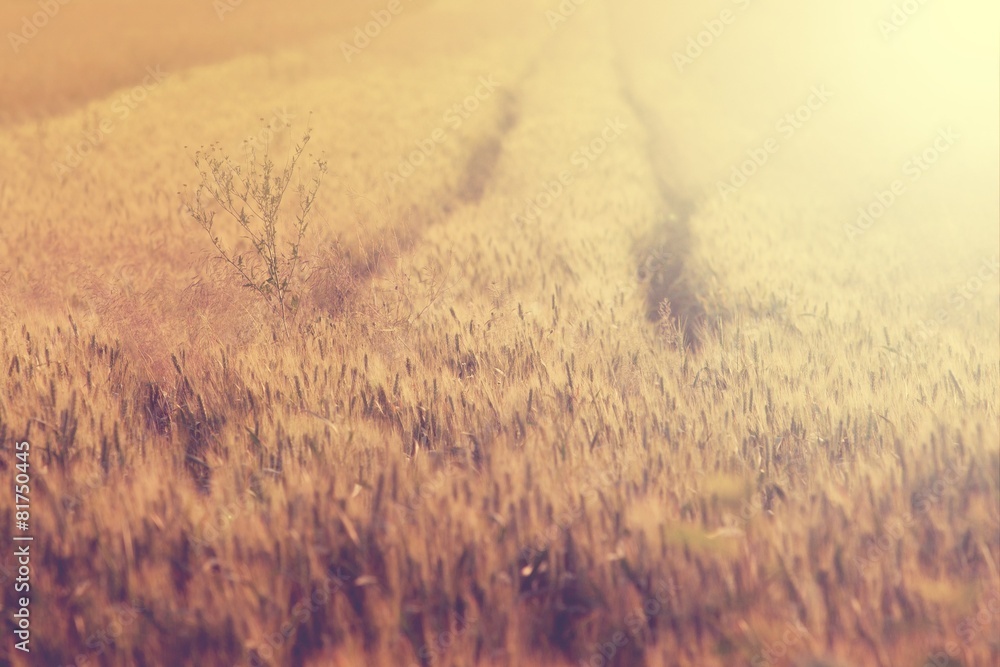 Beautiful field with crops over the sunset light Beautiful field with crops over the sunset light