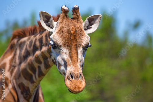 Closeup of giraffe © Yakov