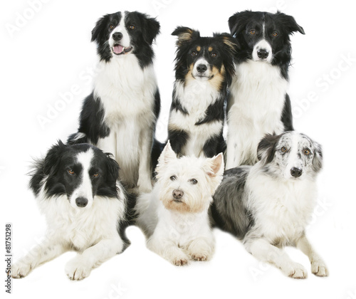 Schwarzweiße Hundegruppe