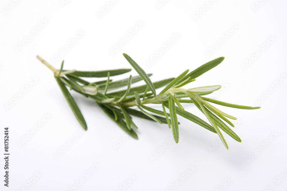 Fototapeta premium Rosemary on white backbround
