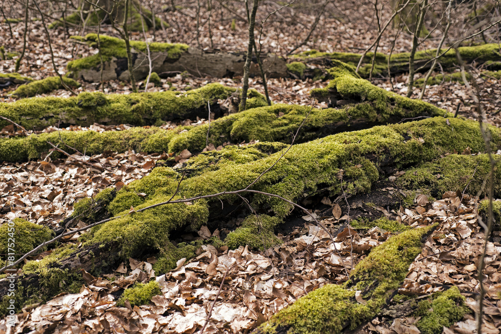 Green Dead Trees Green Dead Trees