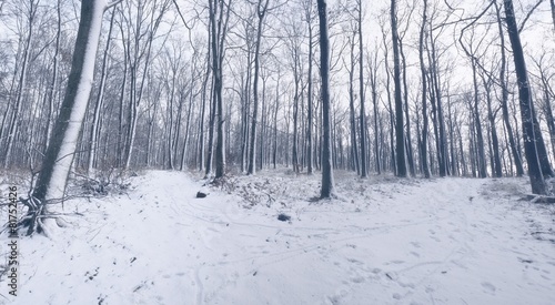 Winter forest paths