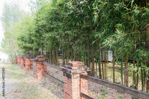 row of bamboo tree