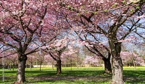 Fr  hlingserwachen  Japanische Kirschbl  ten im Park   