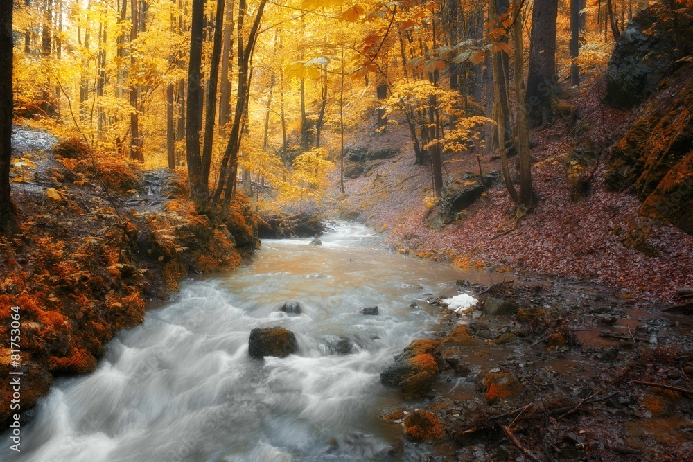 Autumn stream in the forest in sunny day Autumn stream in the forest in sunny day