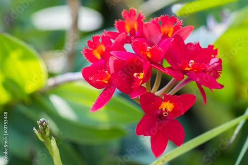 Epidendrum Orchid is a species of orchid are native to the tropi photo