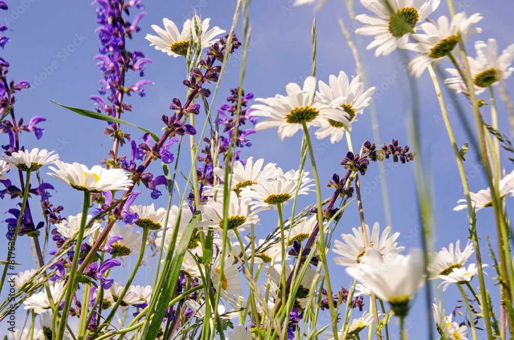 Fototapeta premium Auszeit: Blumenwiese mit Margeriten in der Pfalz :)