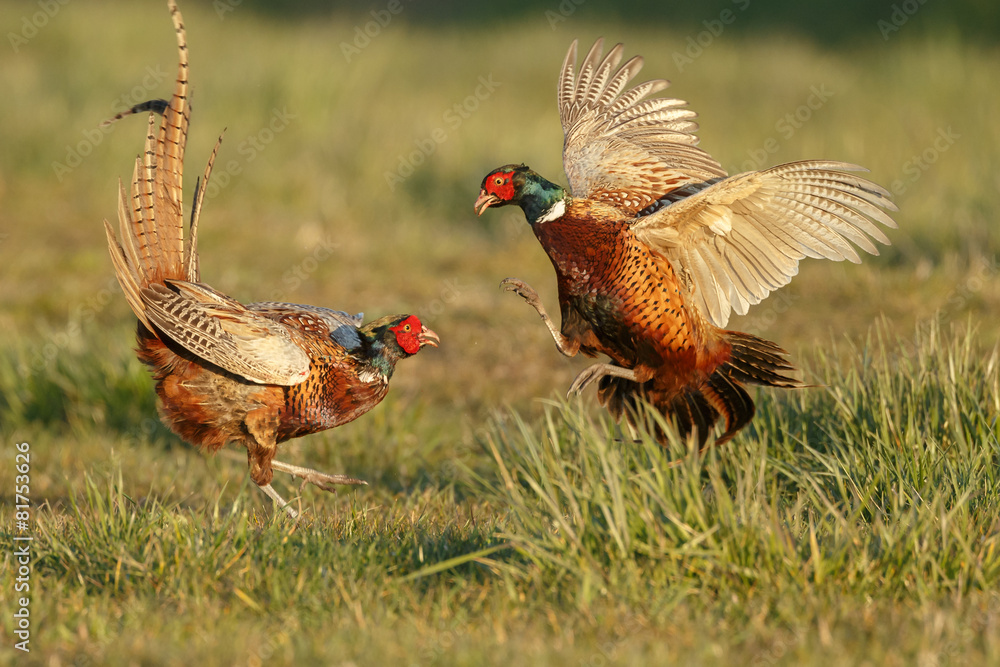 Fototapeta premium Pheasant males are fighting in during mating season