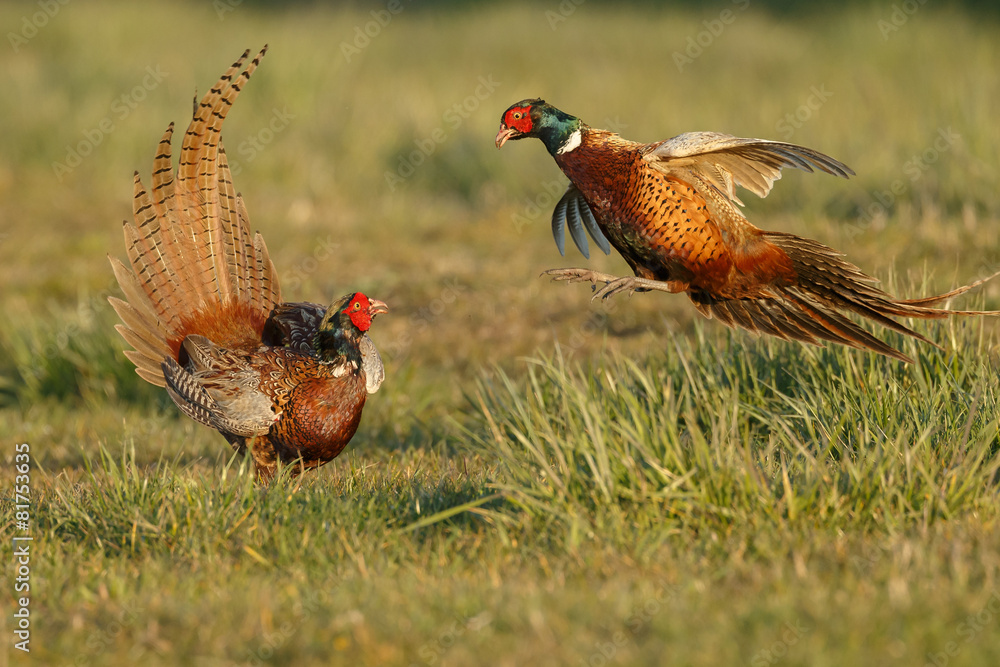 Fototapeta premium Pheasant males are fighting in during mating season
