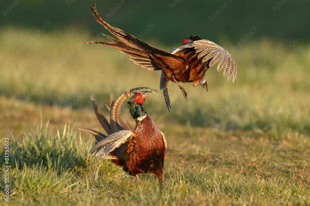 Fototapeta premium Pheasant males are fighting in during mating season
