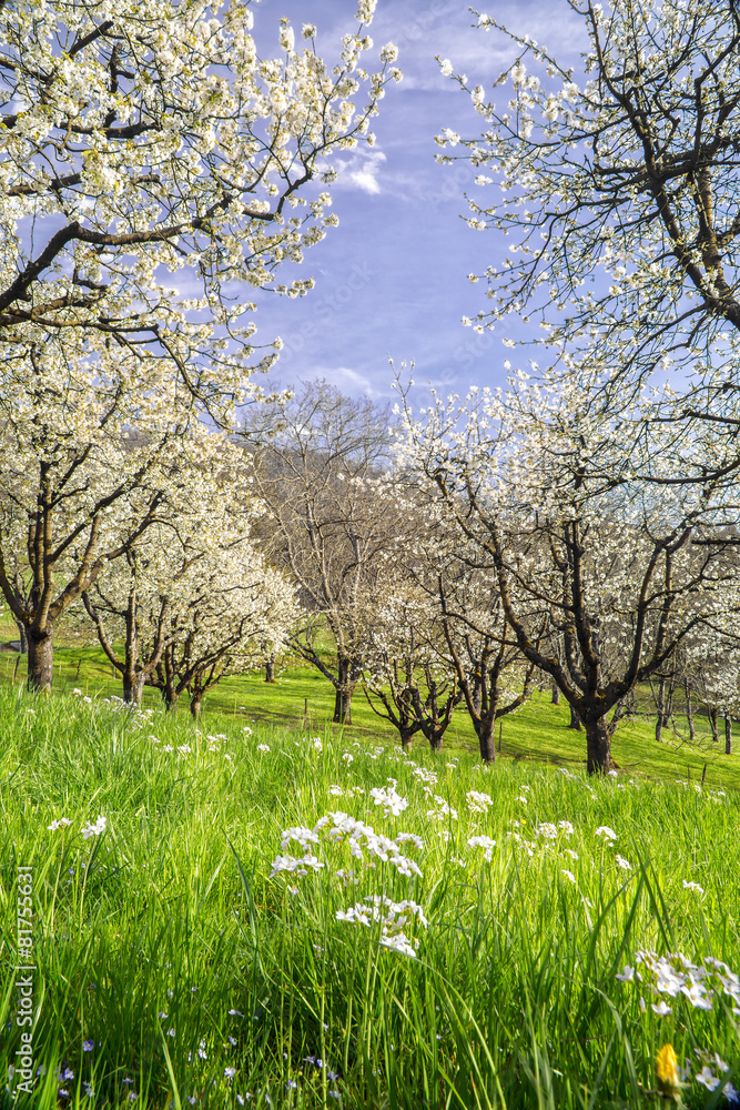Naklejka premium Kirschblüten