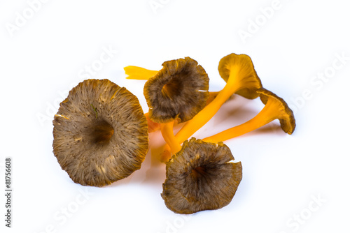 studio photo on five yellow trumpet mushrooms yellow foot in a p