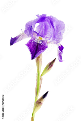 iris flower over white background