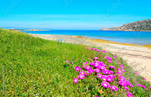 pink flowers and green grass by the sea in Capo Testa © Gabriele Maltinti