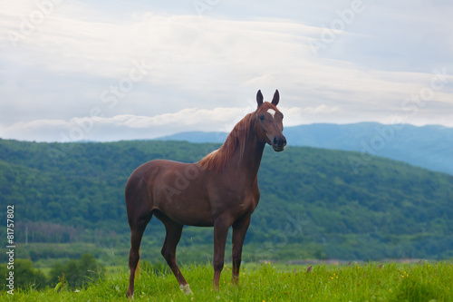 beautiful bay horse to stand against mountains