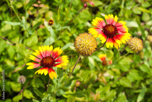 Kokardenblume in einem Blumenbeet