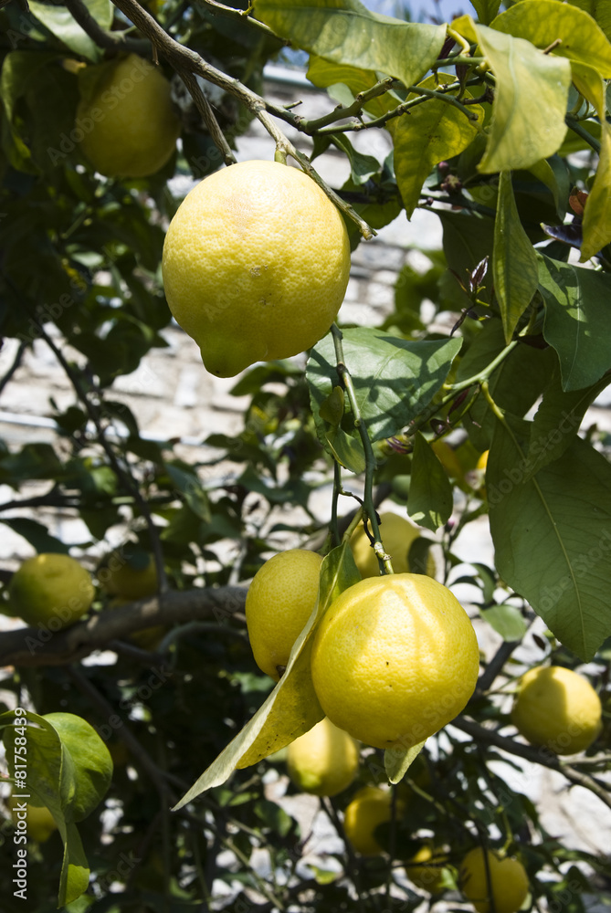 Some ripe lemons hanging on a tree