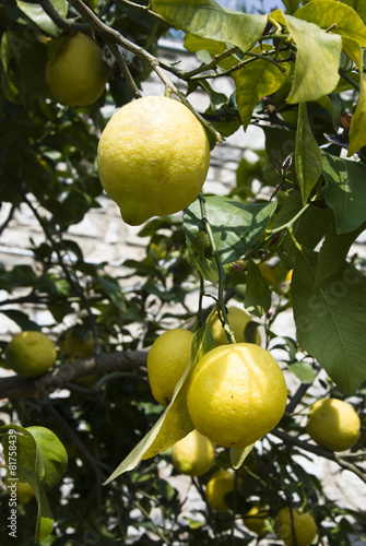Some ripe lemons hanging on a tree